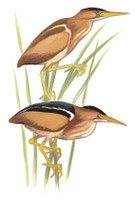 Least Bittern
