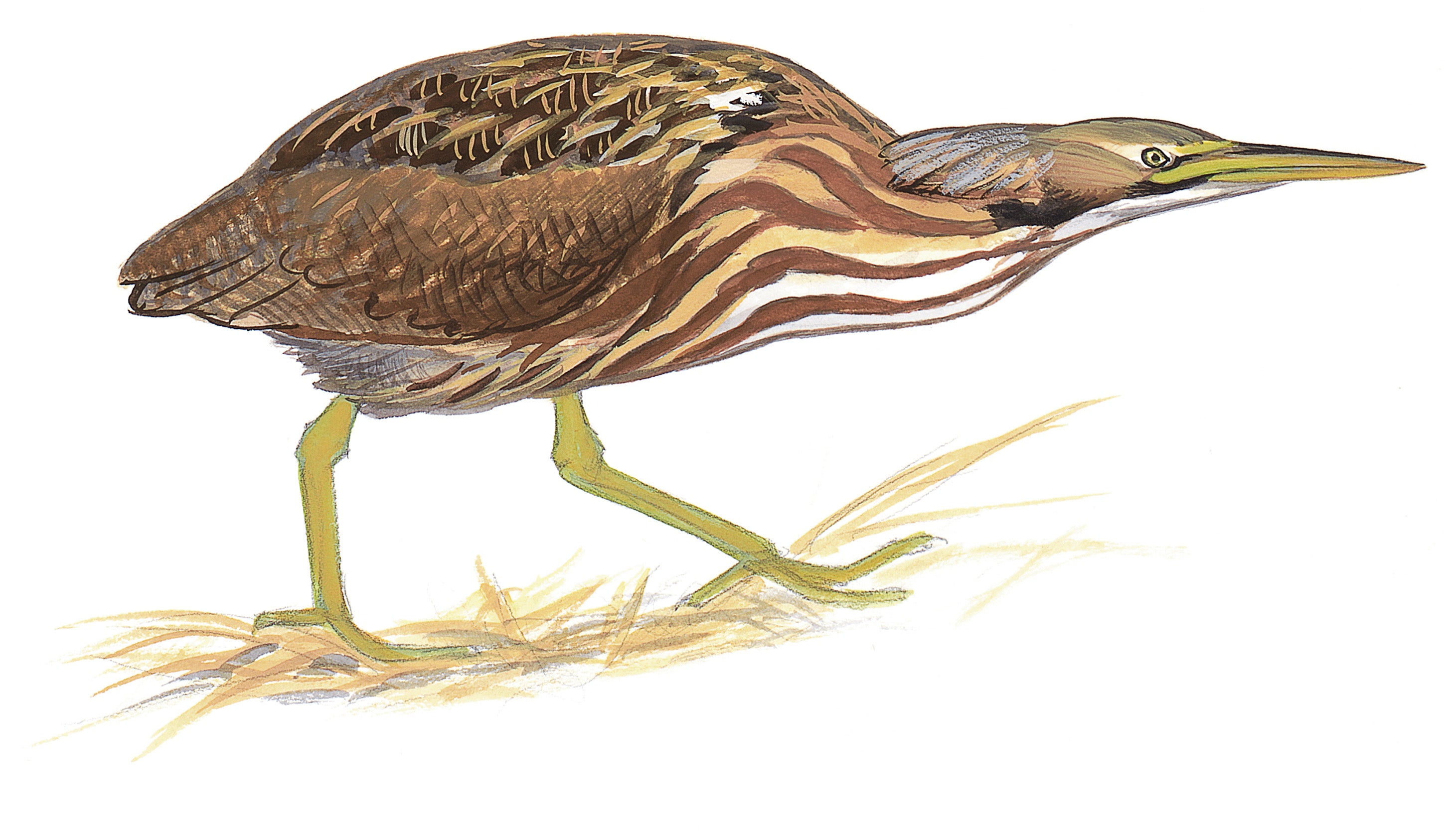 American Bittern