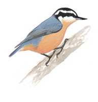 Red-breasted Nuthatch