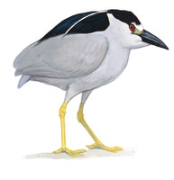 Black-crowned Night Heron