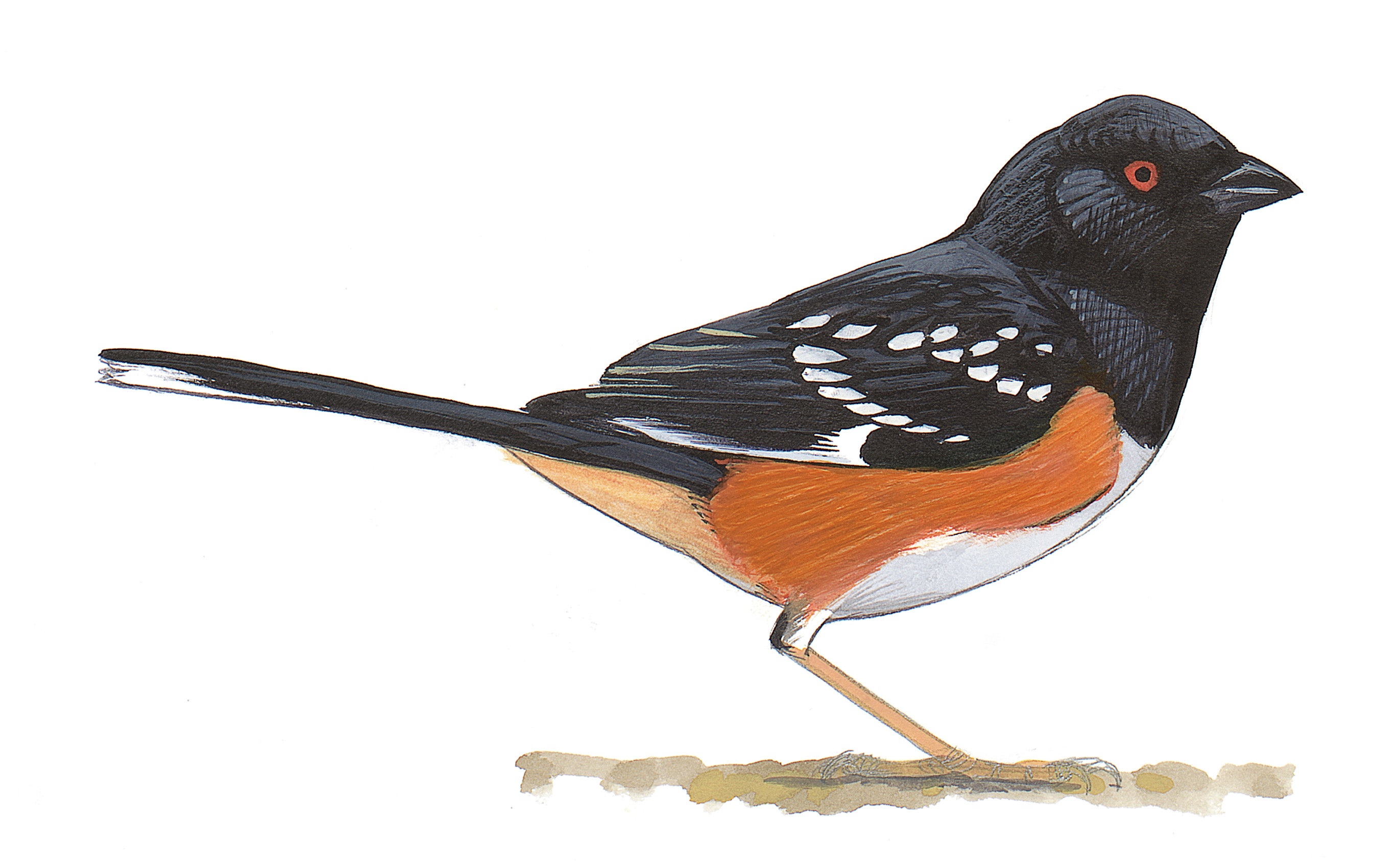 Spotted Towhee