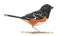 Spotted Towhee