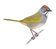 Green-tailed Towhee