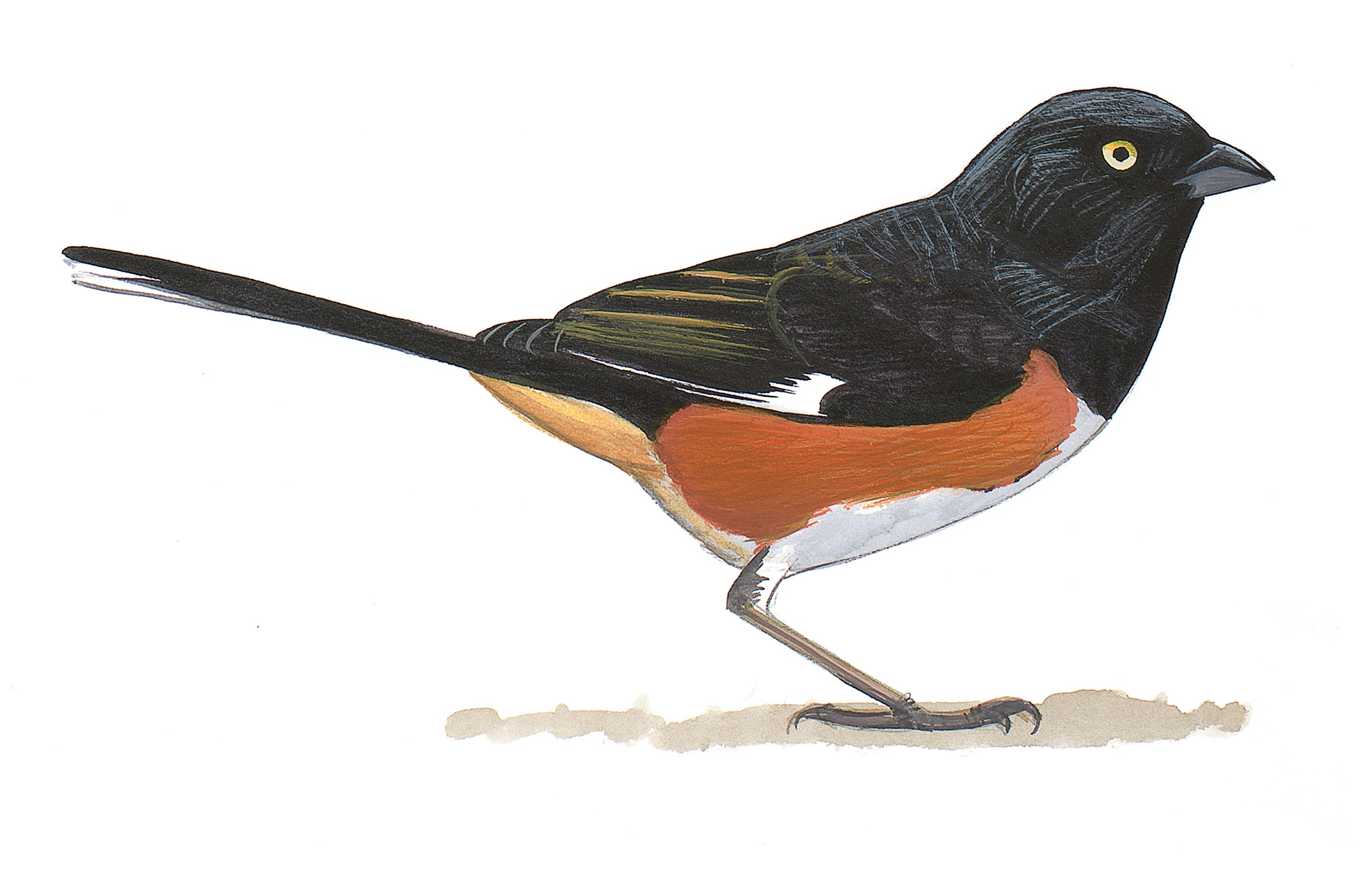 Rascador Pinto
