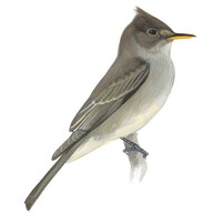 Greater Pewee