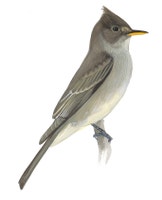 Greater Pewee