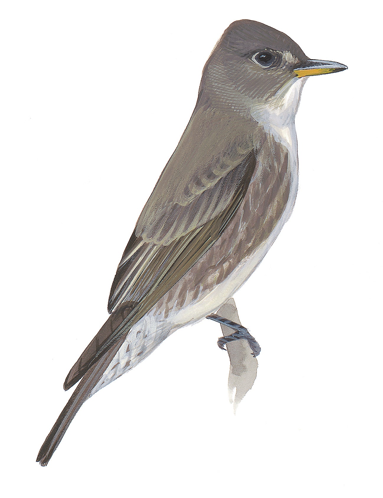 Papamoscas Boreal