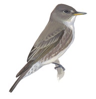 Olive-sided Flycatcher