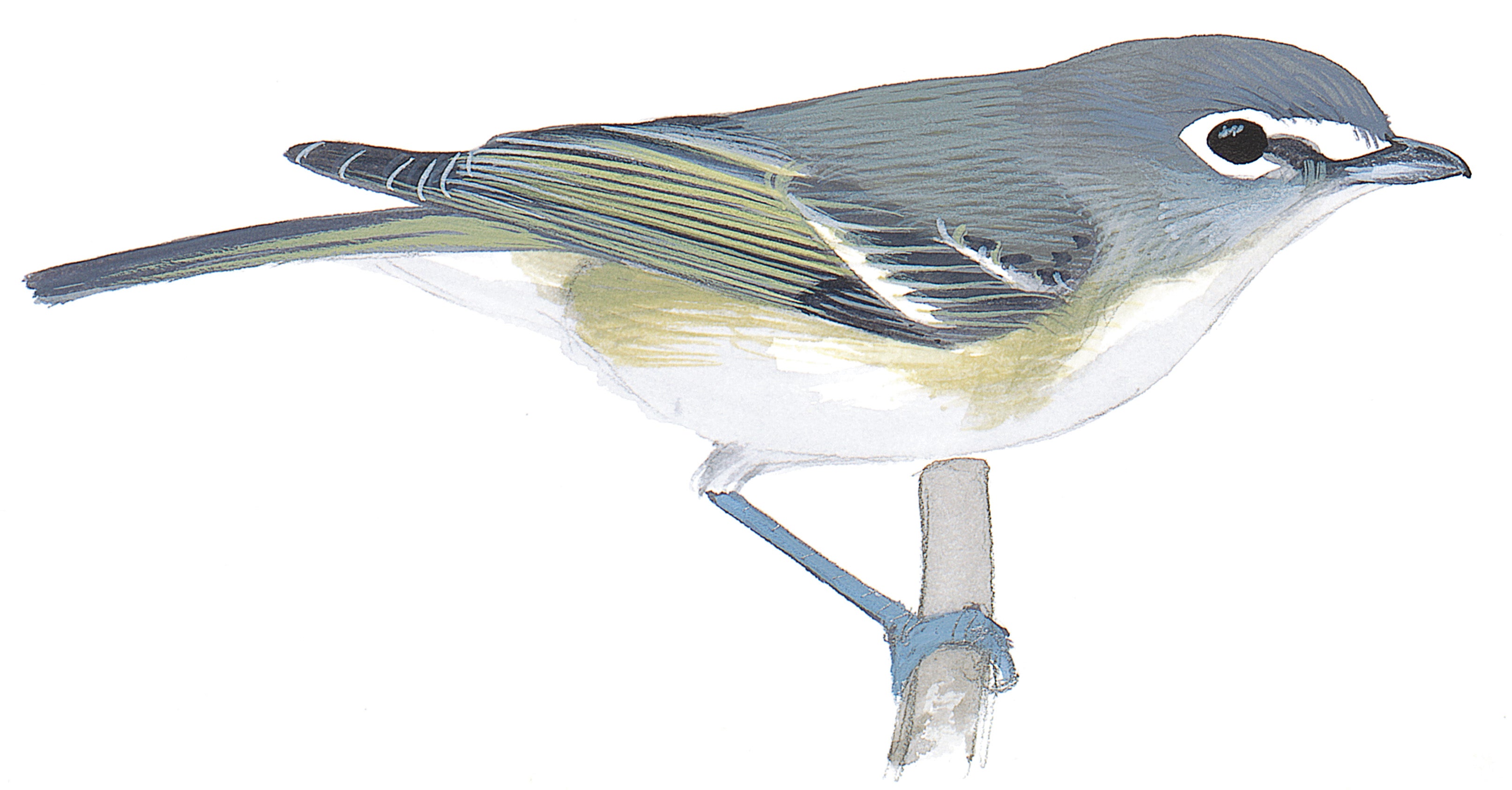 Vireo de Cassin
