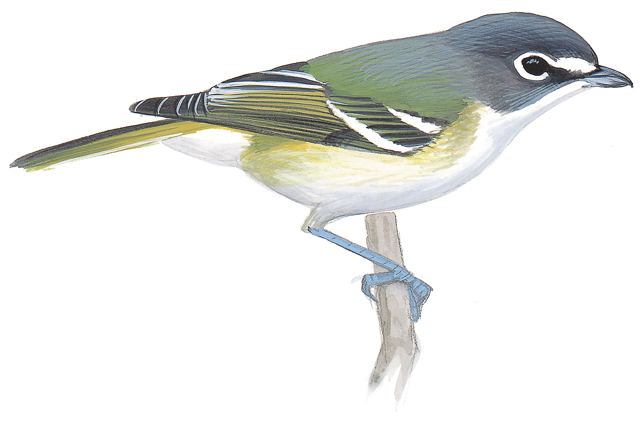 Vireo Anteojillo