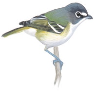 Blue-headed Vireo
