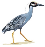 Yellow-crowned Night Heron
