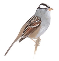 White-crowned Sparrow