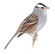 White-crowned Sparrow