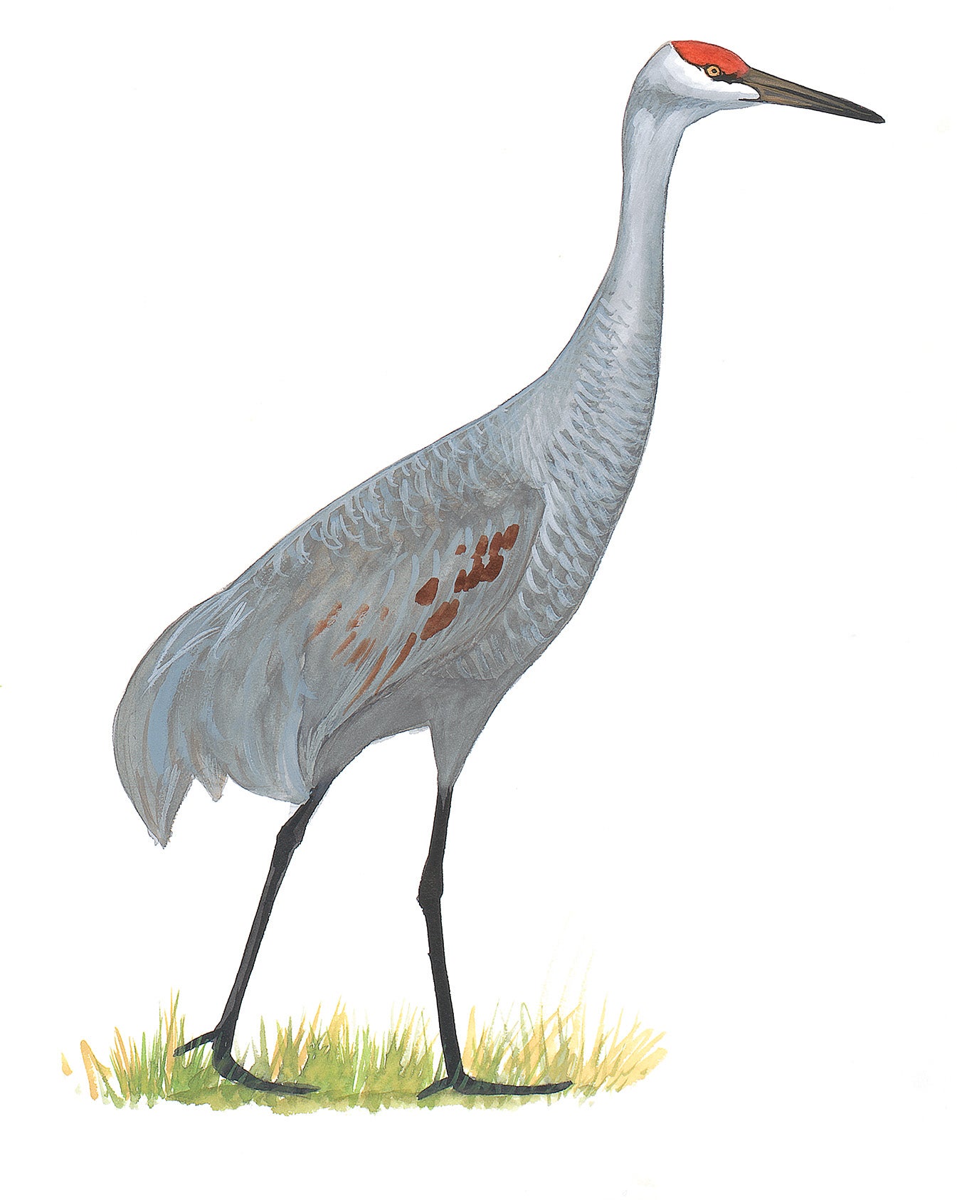 Grulla Gris