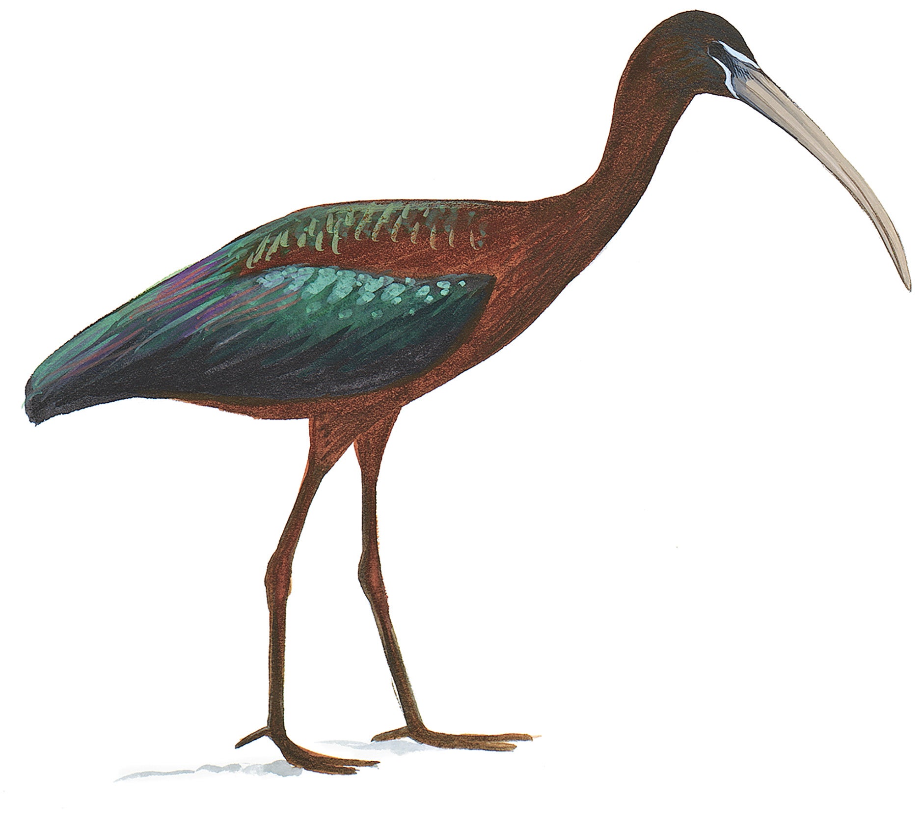 Ibis Cara Oscura