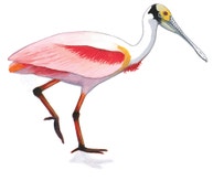 Roseate Spoonbill
