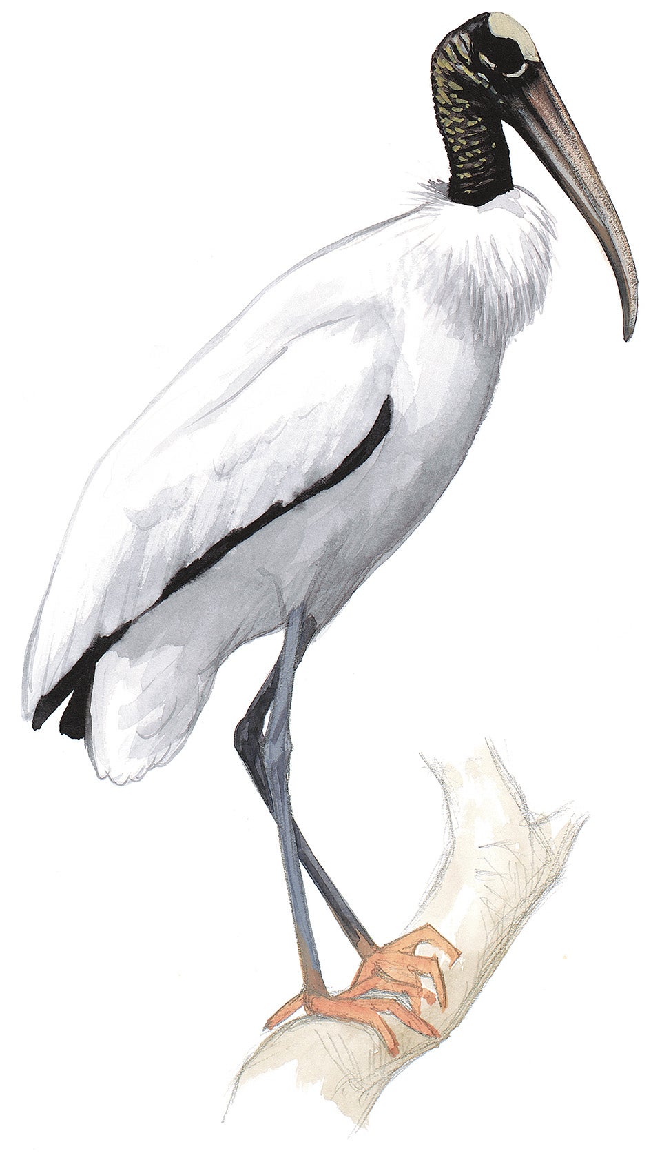 Wood Stork