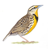 Eastern Meadowlark
