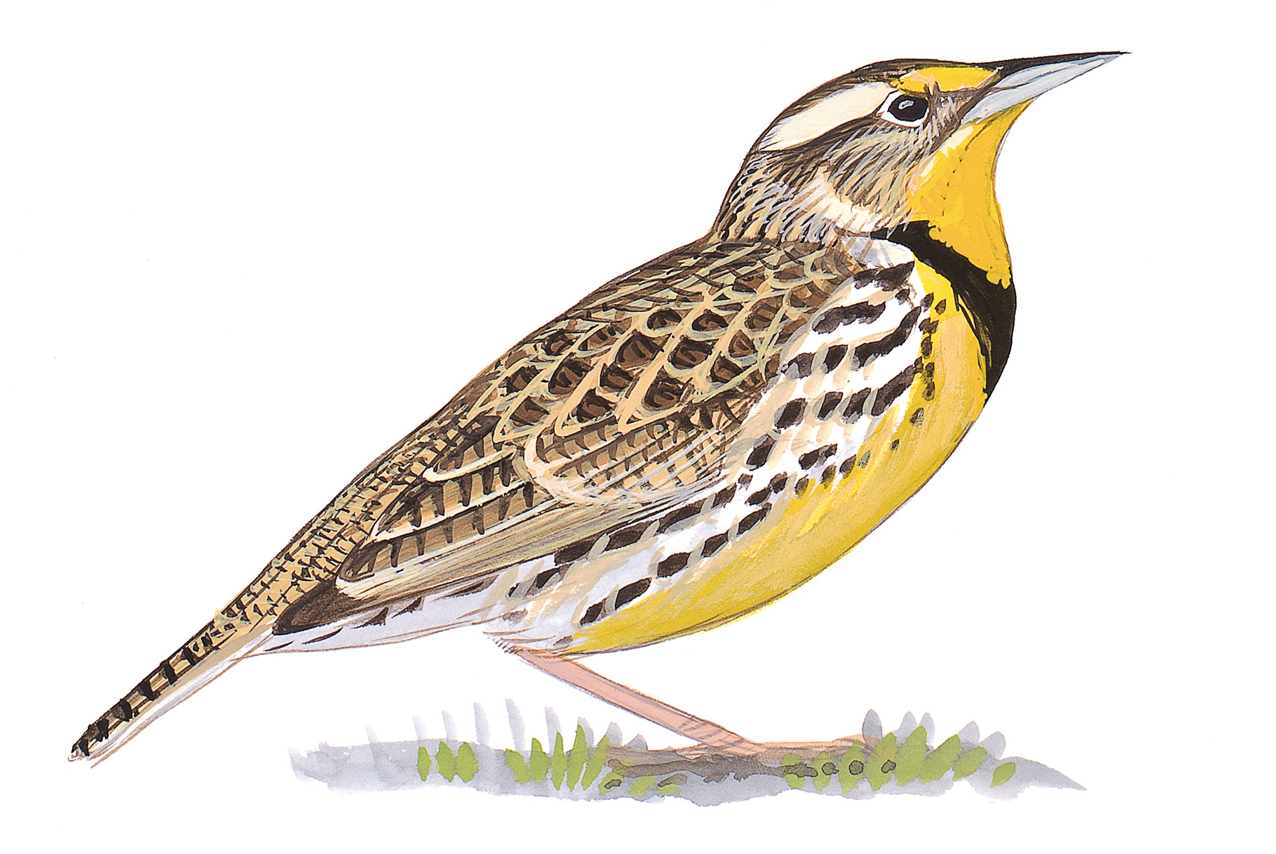 Western Meadowlark