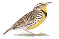 Western Meadowlark