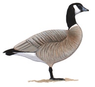 Cackling Goose