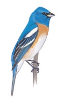 Lazuli Bunting