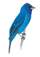 Indigo Bunting