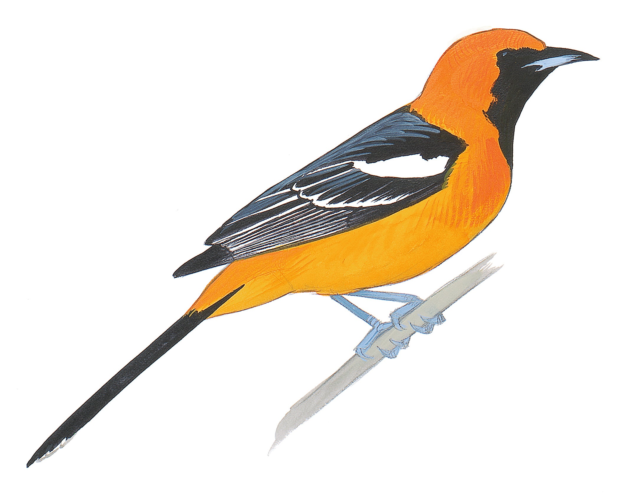 Hooded Oriole