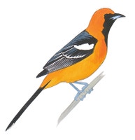 Hooded Oriole