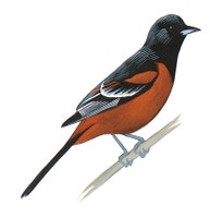 Orchard Oriole