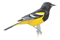 Scott's Oriole