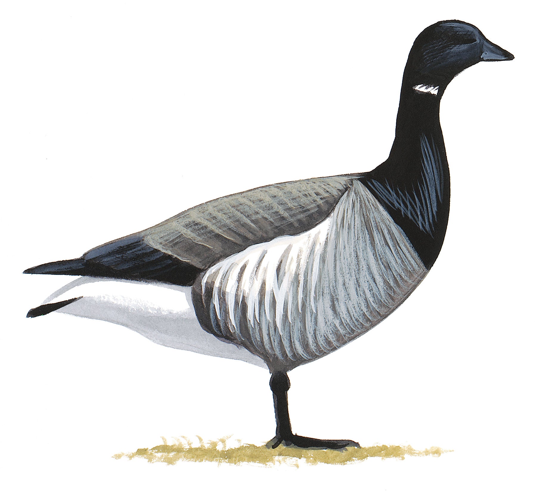 Brant