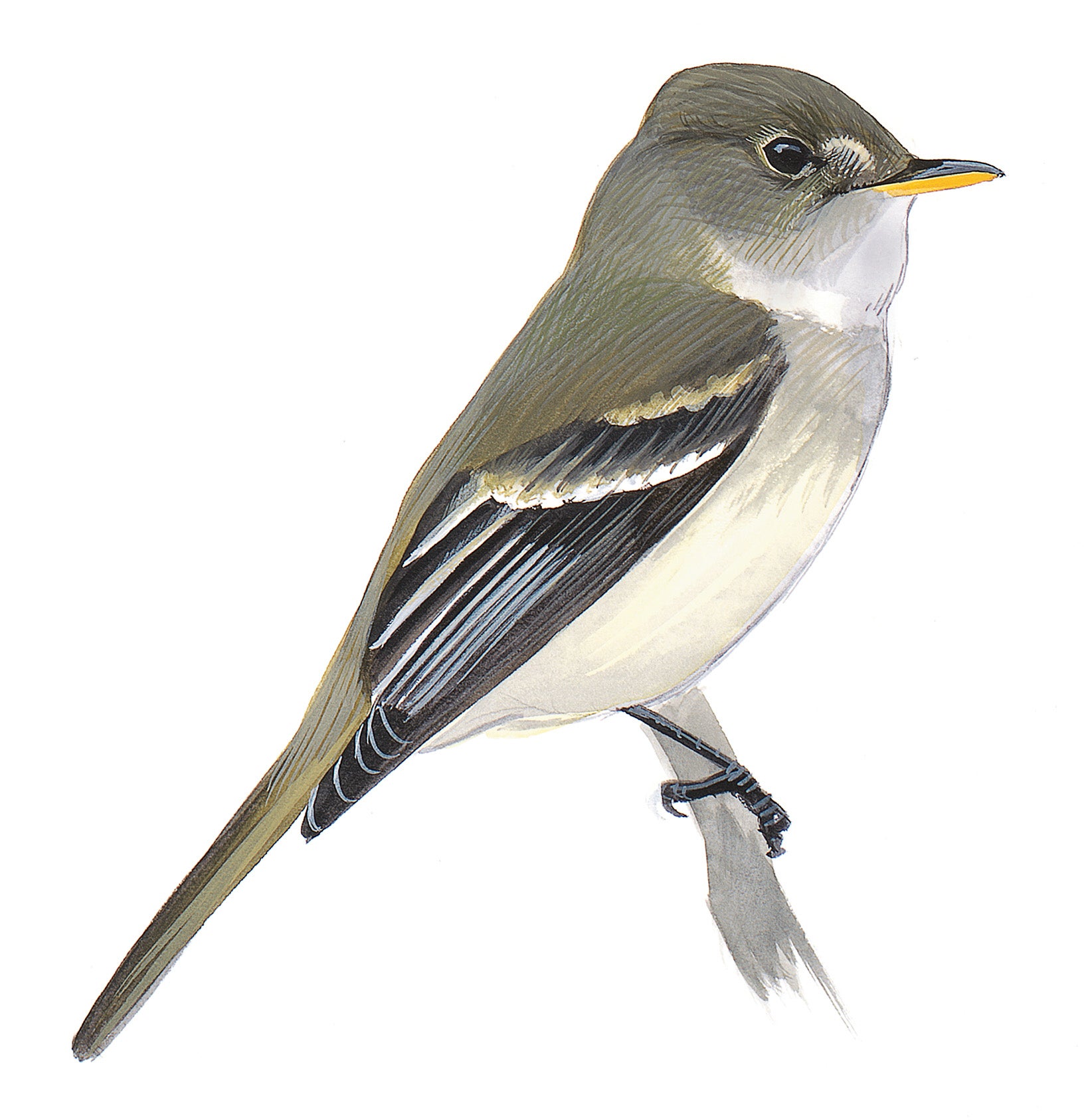 Willow Flycatcher
