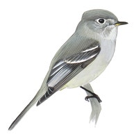 Hammond's Flycatcher