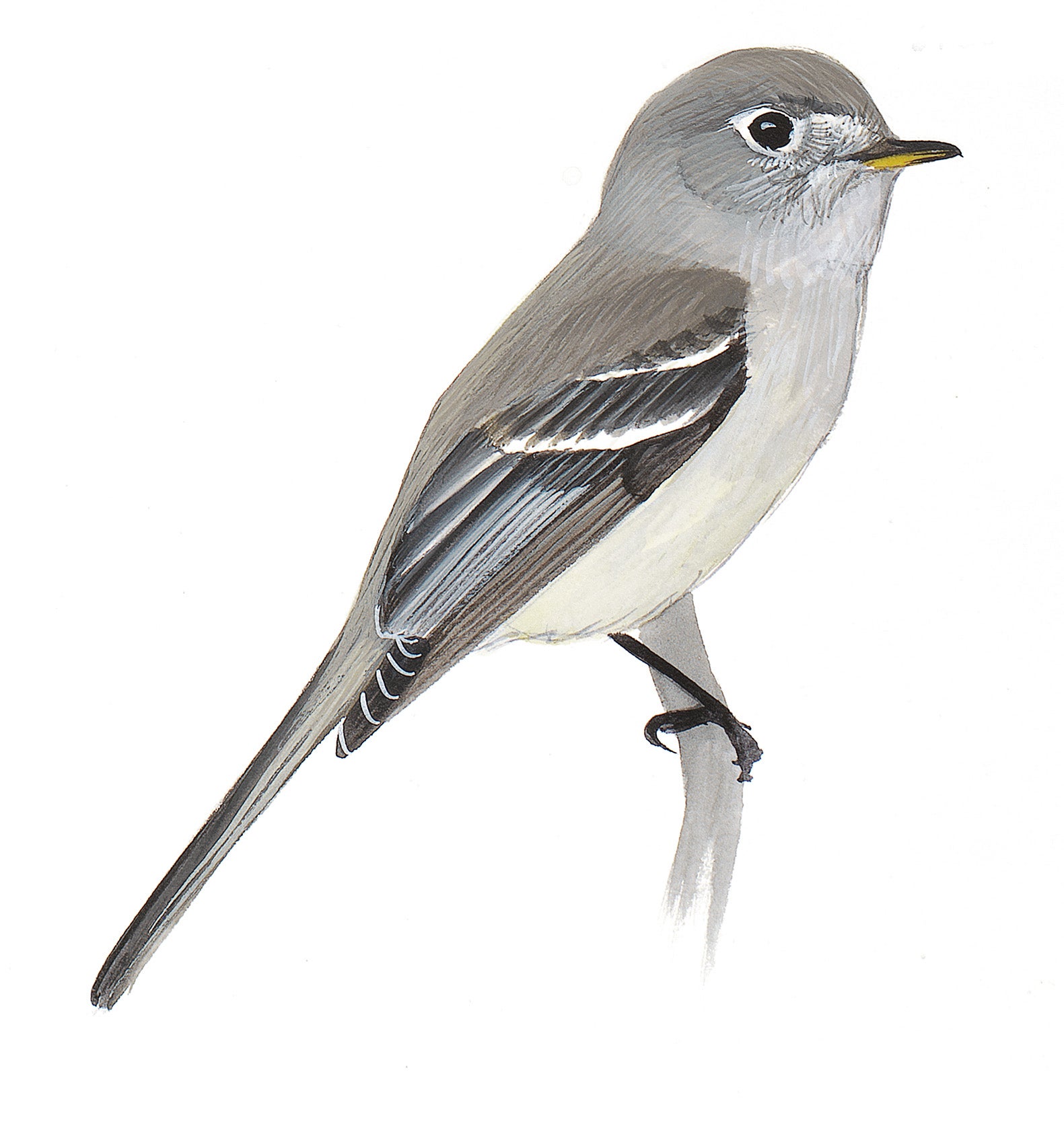 Dusky Flycatcher