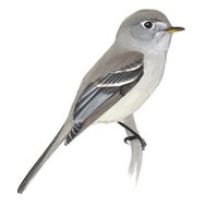 Dusky Flycatcher