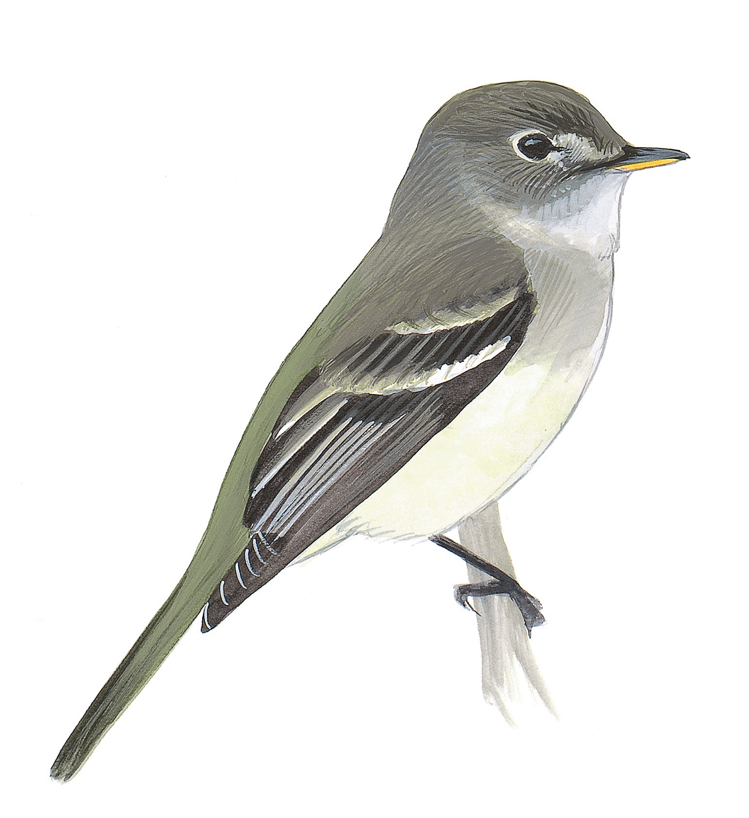 Papamoscas Ailero