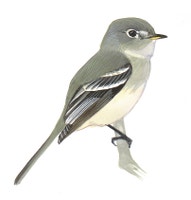 Least Flycatcher