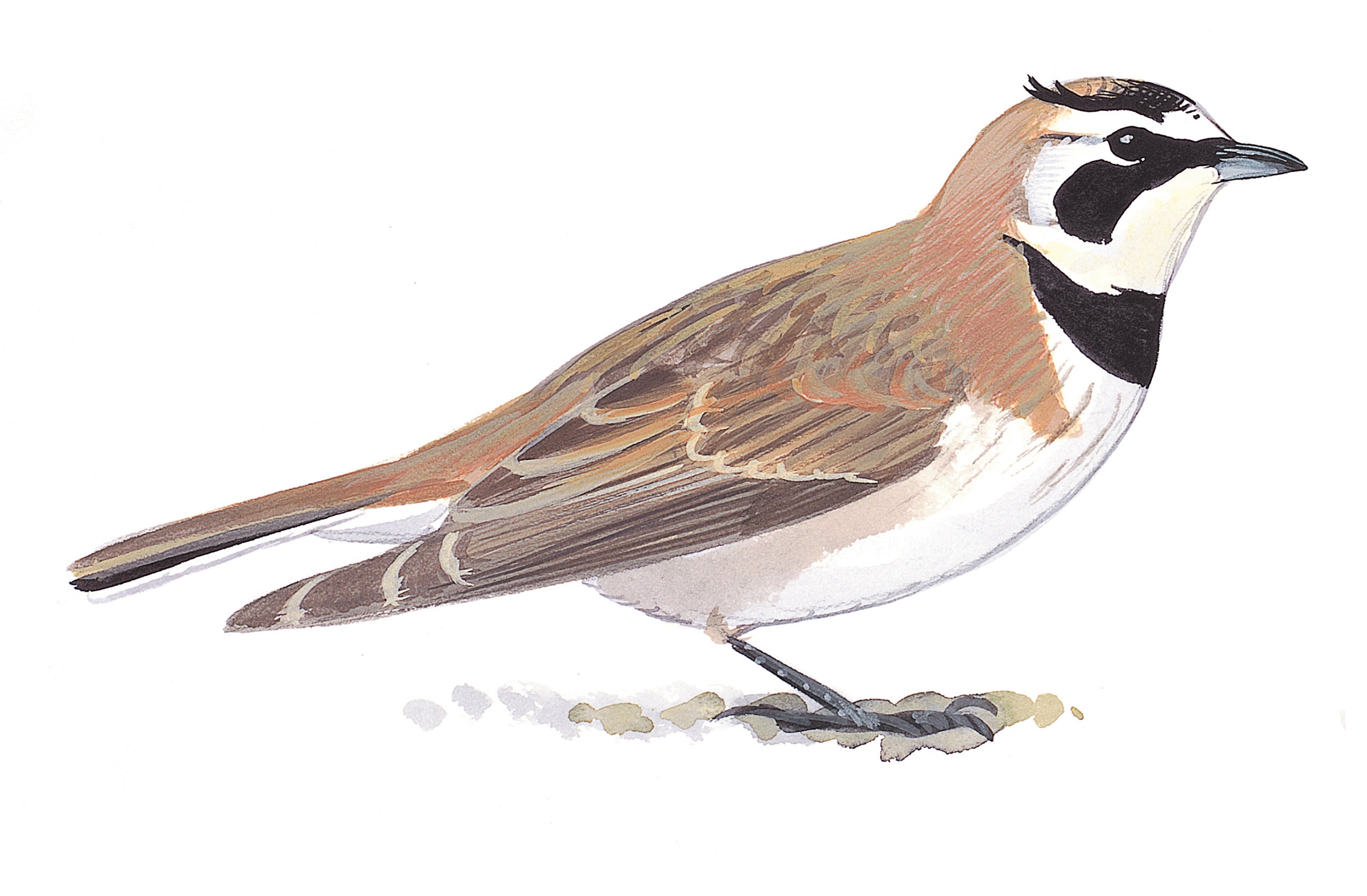 Horned Lark