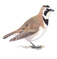 Horned Lark