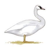 Trumpeter Swan