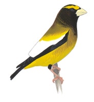 Evening Grosbeak