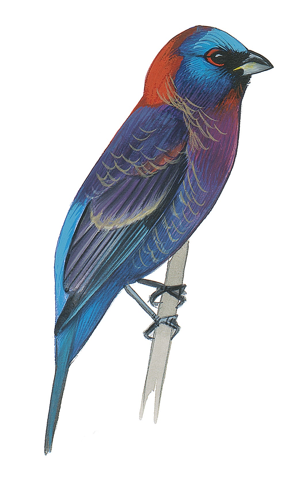 Varied Bunting