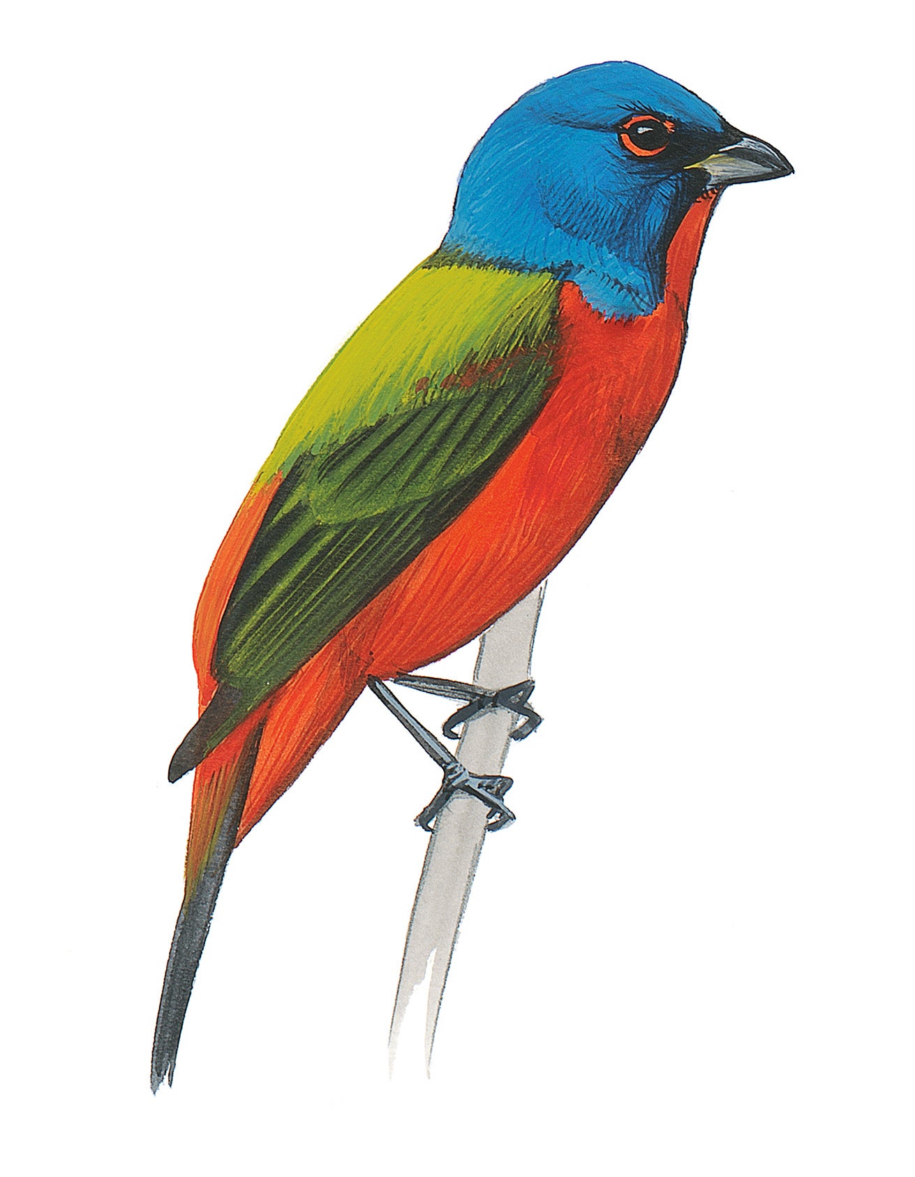 Colorín Sietecolores
