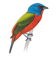Painted Bunting