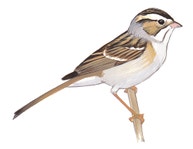 Clay-colored Sparrow