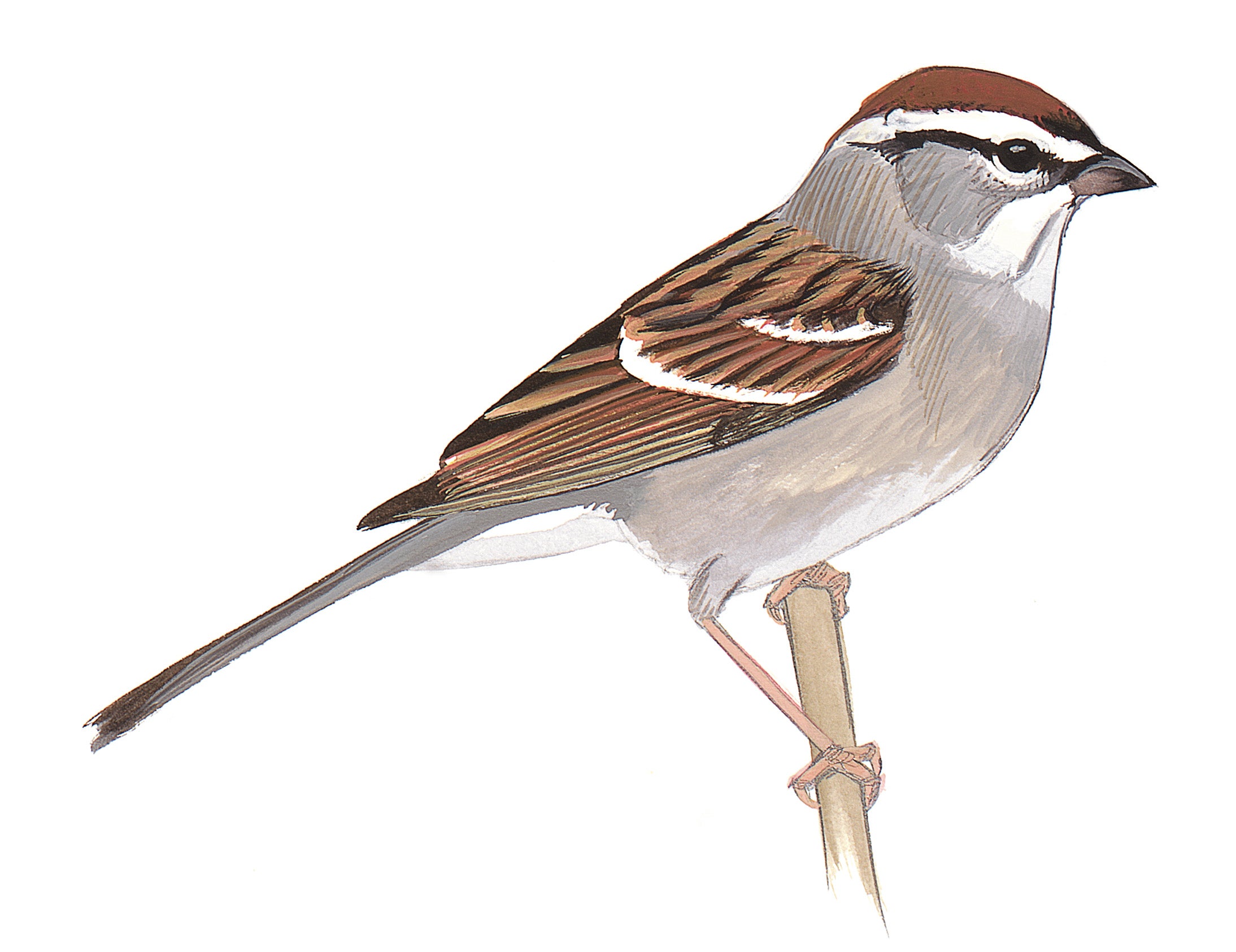 Chipping Sparrow