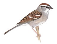 Chipping Sparrow