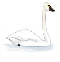 Tundra Swan